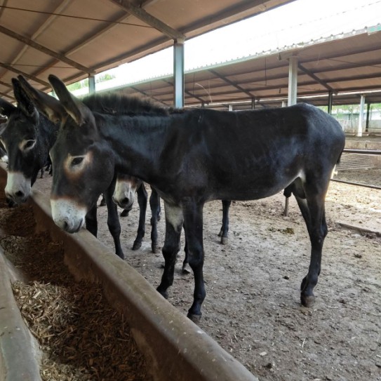 養(yǎng)驢場建設(shè)